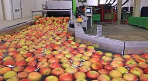 Apples Sort In Warehouse