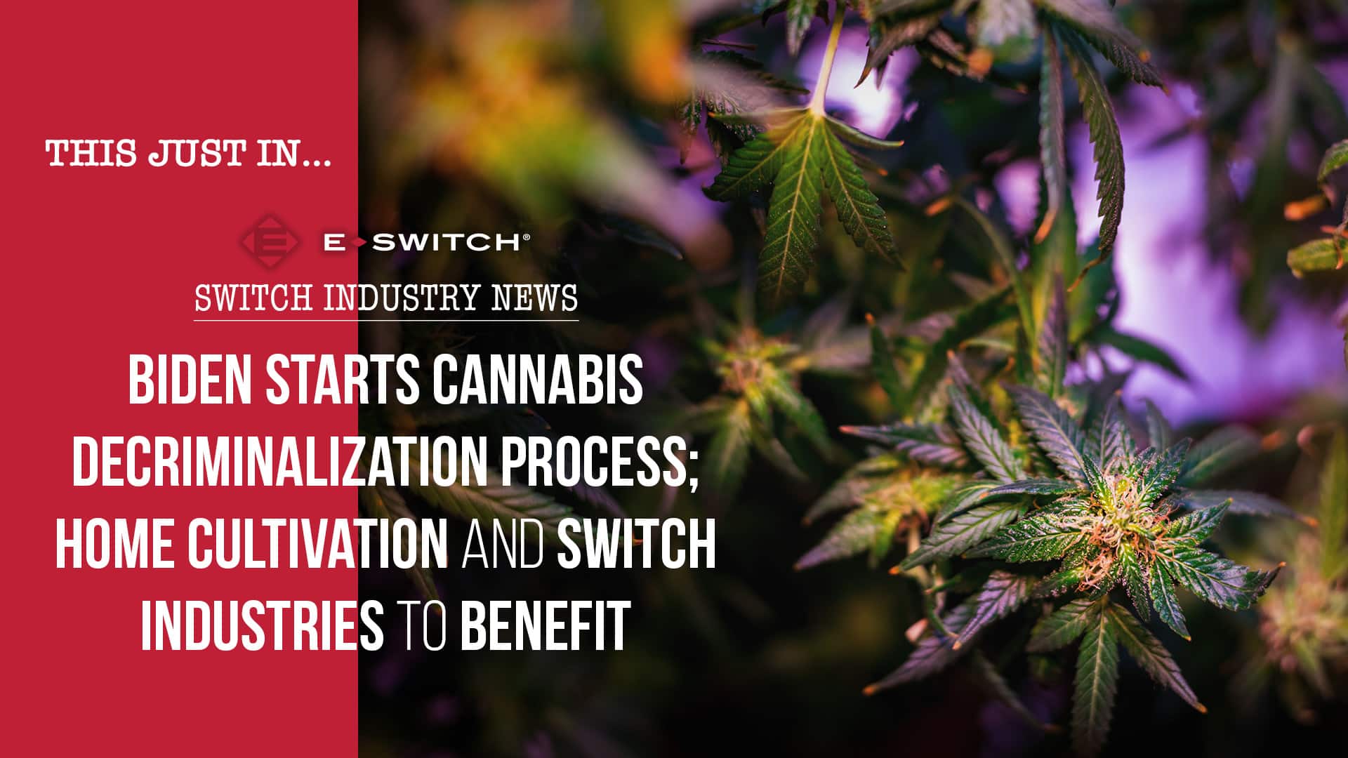 Switches Used In Cannabis Cultivation