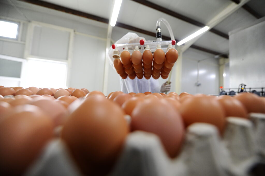 Egg Cartoner