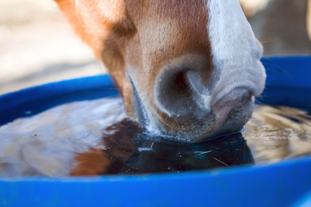 Heated Water & Feeders